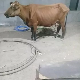 SYGYR