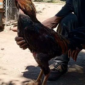 horaz