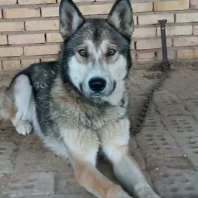 haski