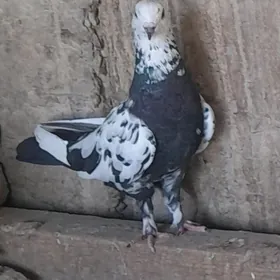kepderi