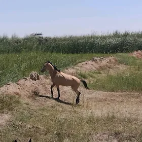Melegus