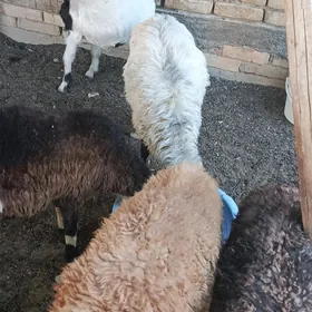 goýun geçi owlak guzy