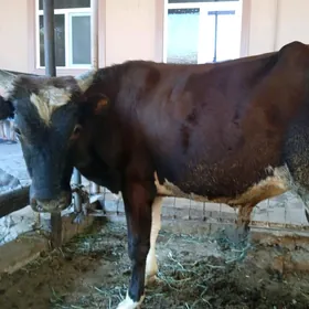 öküzler ve unajynlar