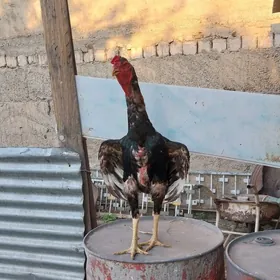 horaz
