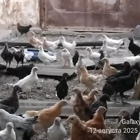 towuk juyje