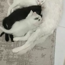 pisik кошка