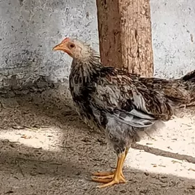 jüýje
