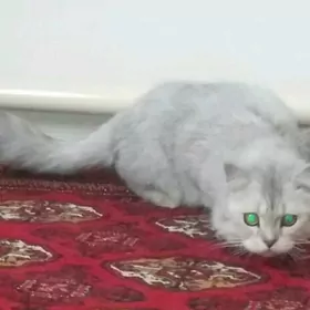 oydeci pisik