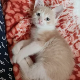 Котёнок