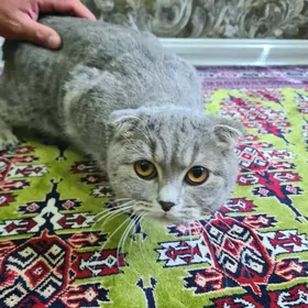 ОТДАМ ДОБРЫЙ РУКИ