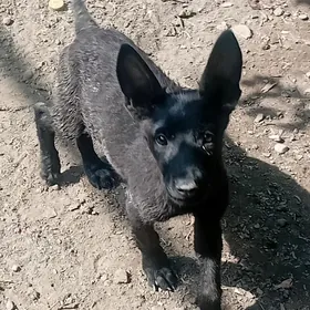 Авчарка