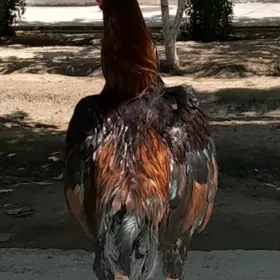 Taşkent horaz