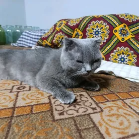 шотланд пишиги
