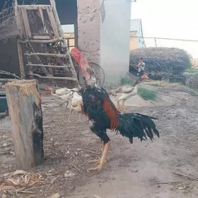tüñki