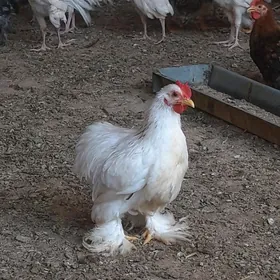 Uytgesik karlik horaz paroda