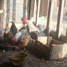 bağlar towuk