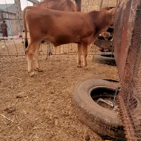 öküz,2sany