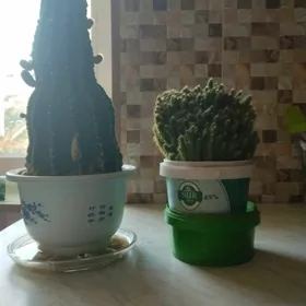 кактус