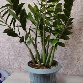 замиакулькас