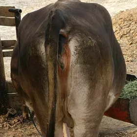 2-sany Sygyr
