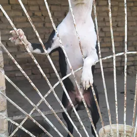 pitbull