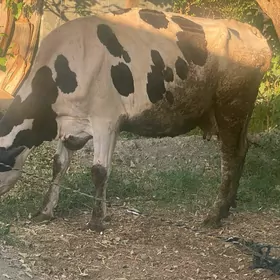 golshteyn sygyr
