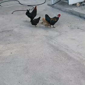 horoz towuk