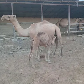 Köşekgil düýe