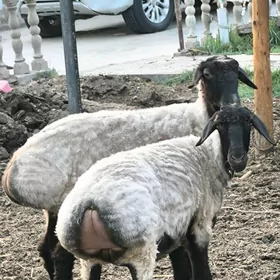 işşek