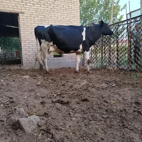 sygyr galişteyn