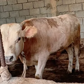 şwes öküz