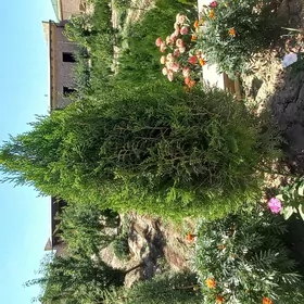 йолка