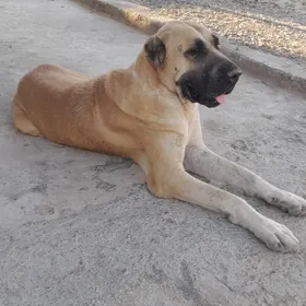 kangal