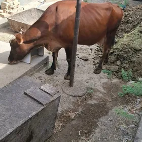 Gysyr sygyr
