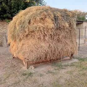 Yorunja arassaja