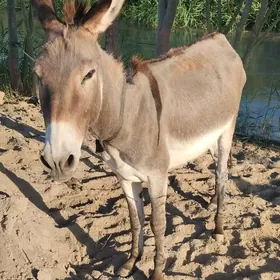 EŞEK