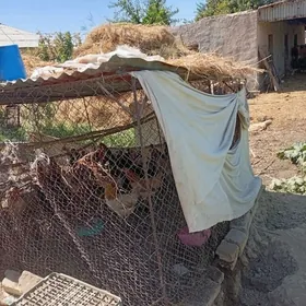 towuk ketek