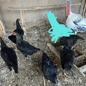 towuk paroda