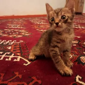 Pişijekler