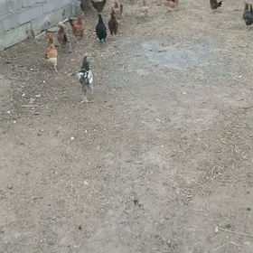 Towuklar