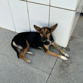 Gujujek