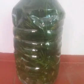 Akwarium oty Yolka