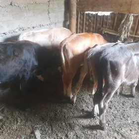 ókùzler