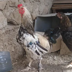 tawuk