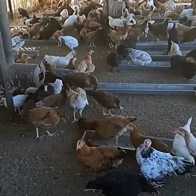 4.5 aýlyk horaz jüýjeler