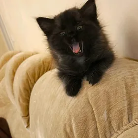 котенок метис