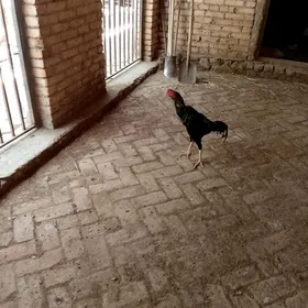 baysow horaz