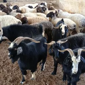 geçi goyunlar
