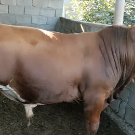 Ökuz