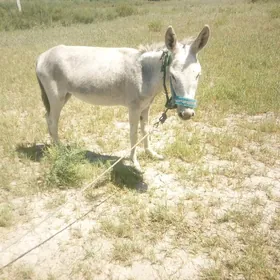 eşek